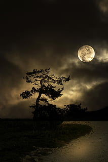 Night, Tree, Moon, Road, Dark, Landscape, dead end, nature HD wallpaper