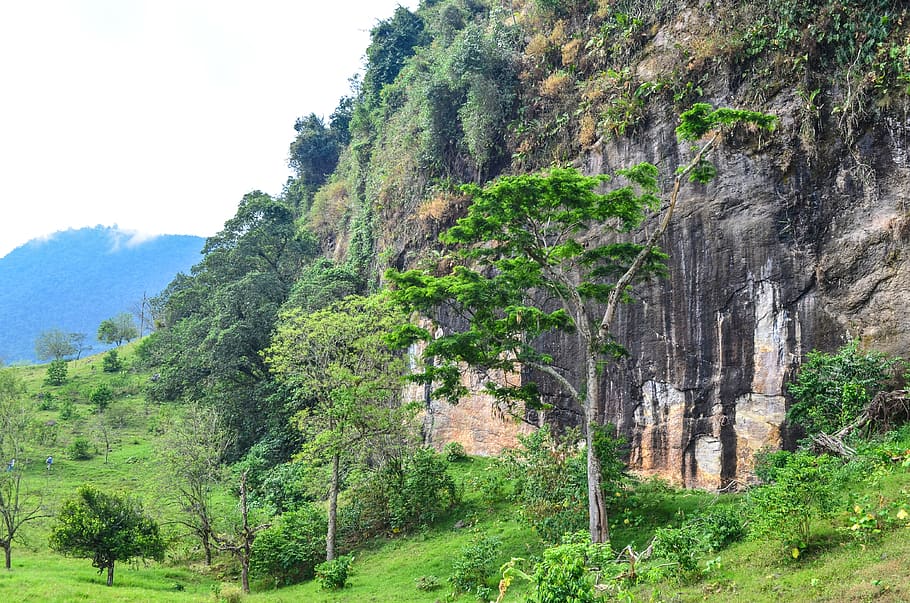 tree, rock, mountain, plant, beauty in nature, growth, tranquility HD wallpaper