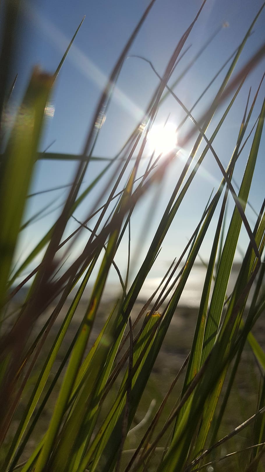 grass, beach, sun, summer, sea, sand, natural, growth, plant HD wallpaper