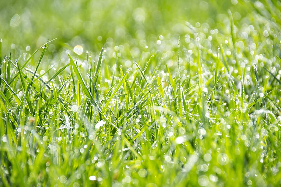 green grass shallow focus photography, morning, dew, daytime HD wallpaper