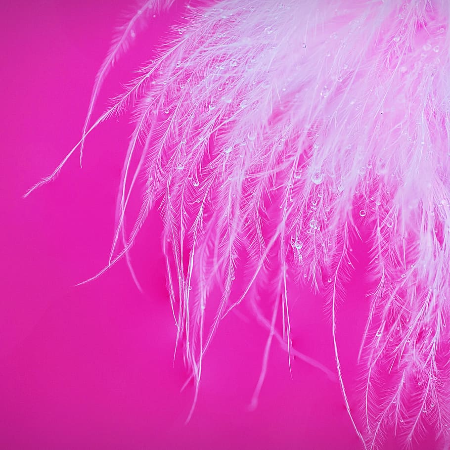 white ornament, macro, feather, water droplets, abstract, color HD wallpaper