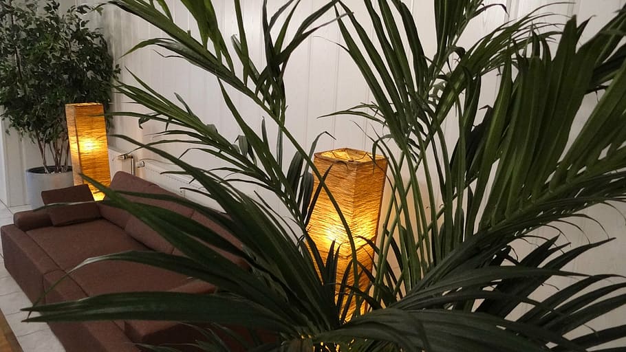 Palm Indoor Plants l MODLUST