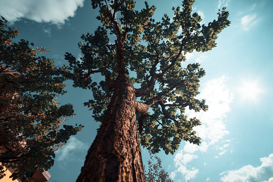 large brown tree under white clouds, low angle photography of green leafed tree HD wallpaper