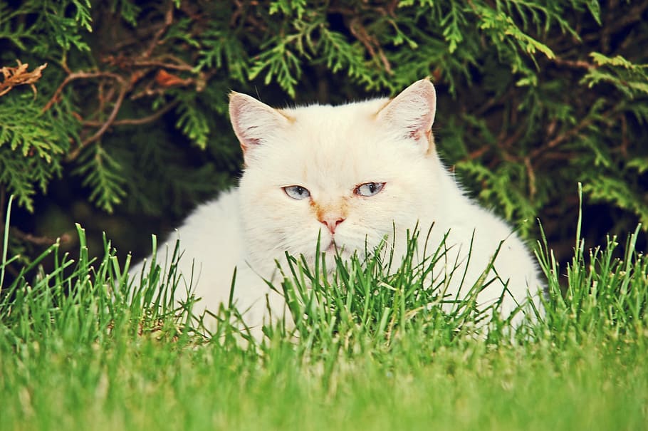 white Persian cat on grasses, ernst, pet, domestic cat, white cat HD wallpaper