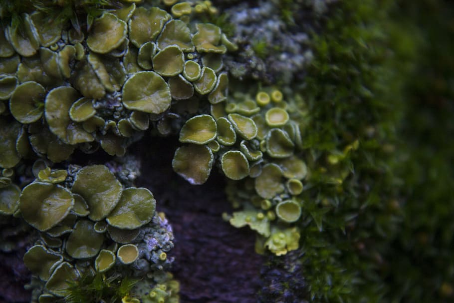 lichen, macro, green, closeup, nature, underwater, no people HD wallpaper