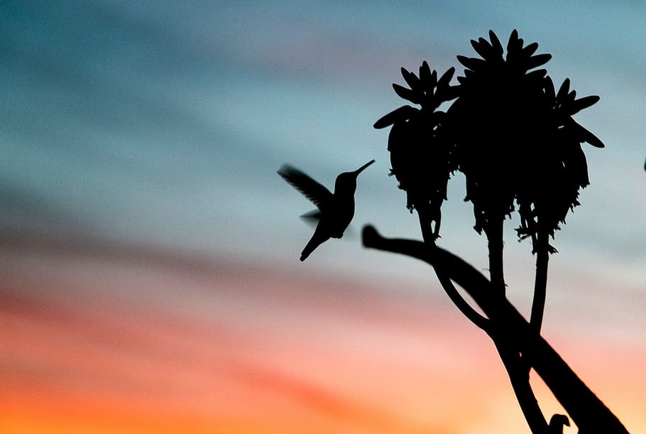 sky, sunset, bird, animal, flying, tree, branch, plant, silhouette HD wallpaper