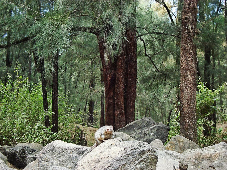 Squirrel, Trees, Natural, Forest, animals, nature, outdoors HD wallpaper