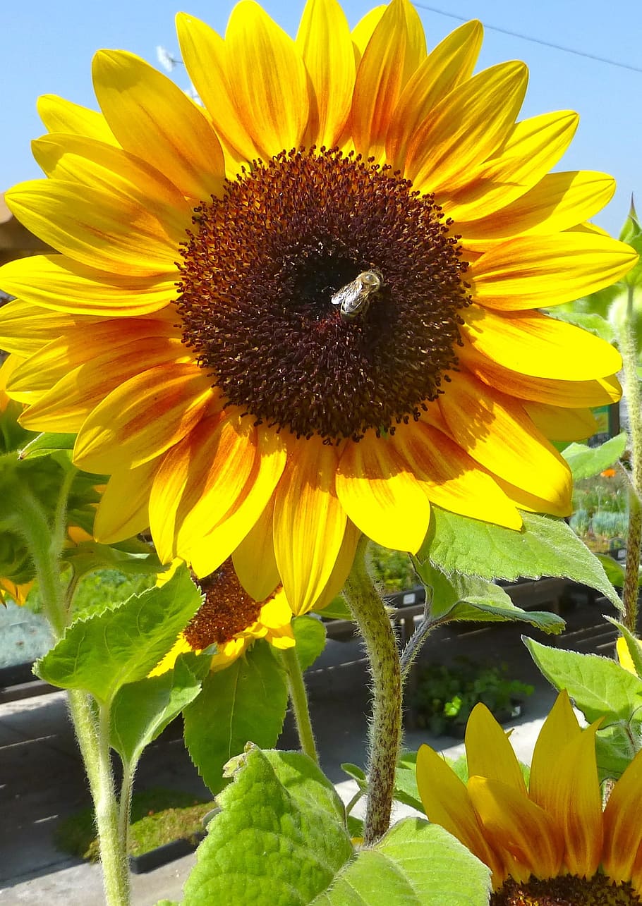 Sunflower, Bee, Flora, Plant, floral, natural, blossom, bloom HD wallpaper