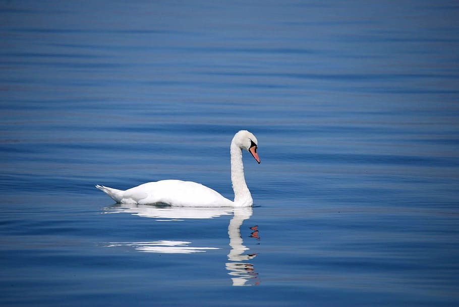 White Swan On The Lake Wallpapers - Wallpaper Cave