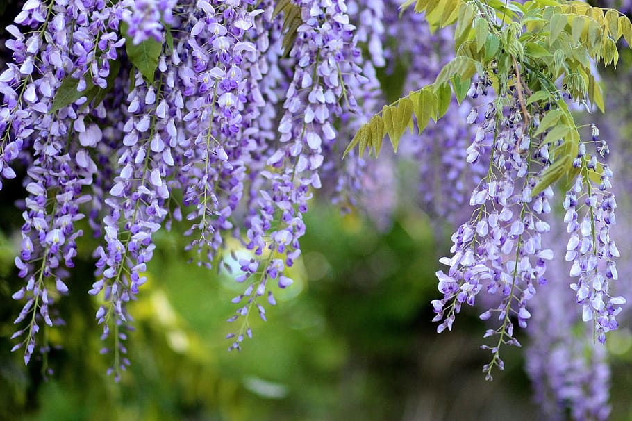 purple petal flowers, purple flower, acacia, glycine, wisteria