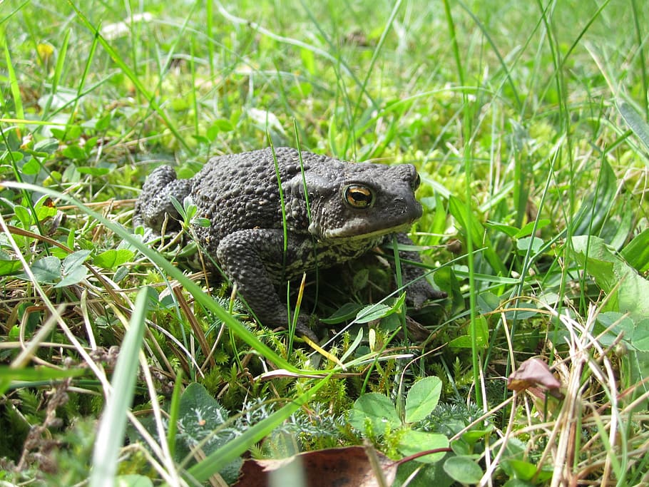 common toad, animal, garden, animal lover, eyes, animal themes HD wallpaper