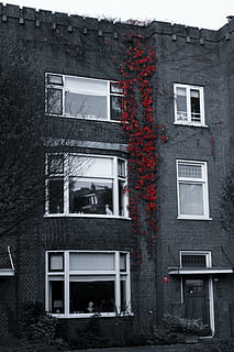 selective color photography of red flowers on concrete building HD wallpaper