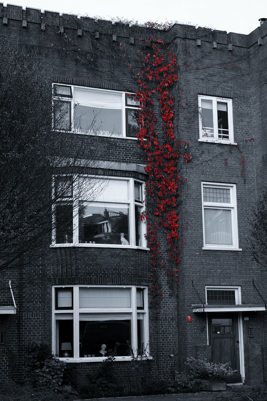 selective color photography of red flowers on concrete building HD wallpaper