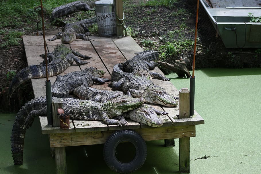crocodile, dock, lazy, sleeping, predator, mood, transportation HD wallpaper