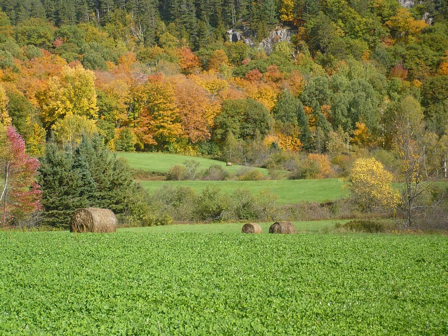 fields, colors, fall, plant, tree, animal themes, mammal, land HD wallpaper