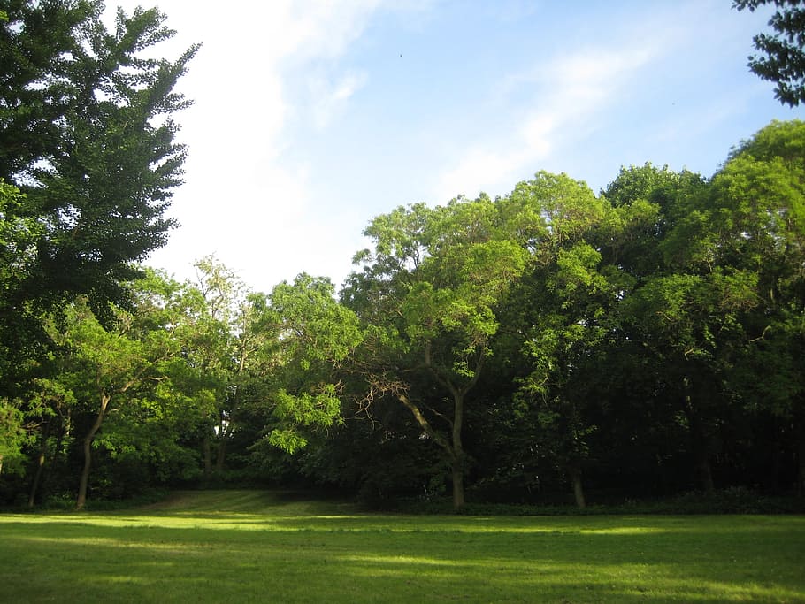 glade, park, landscape, plant, tree, grass, sky, green color HD wallpaper