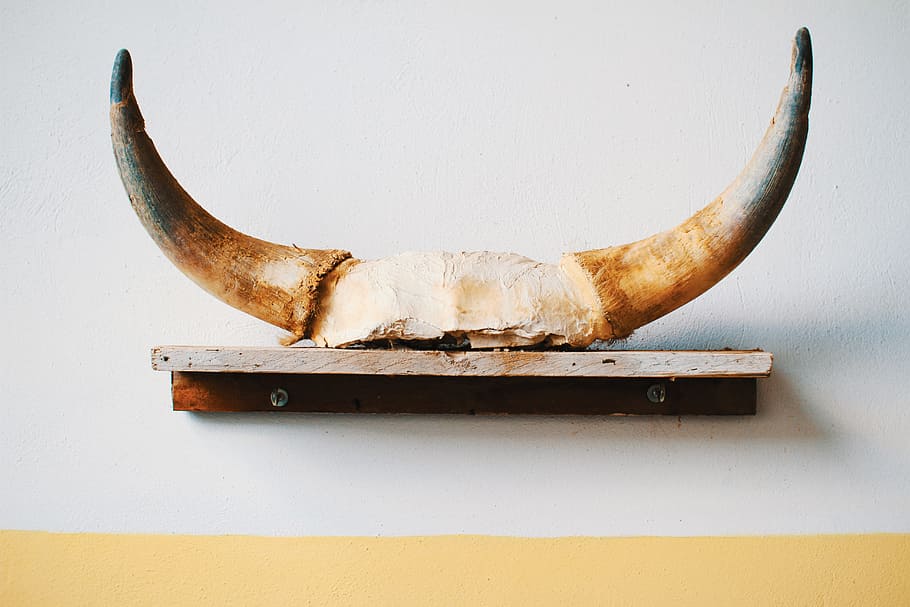 brown animal horn on brown shelf, viking helm wall decor, grey HD wallpaper