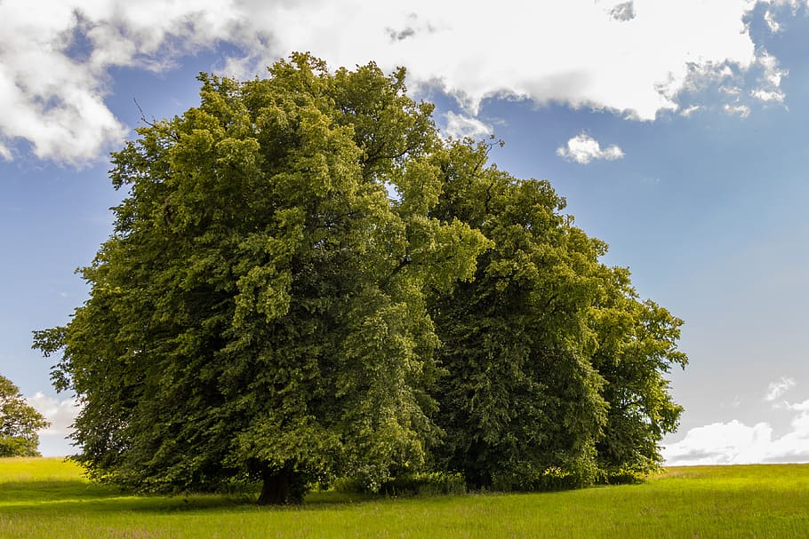 lone tree, landscape, nature, meadow, spring, countryside, springtime HD wallpaper