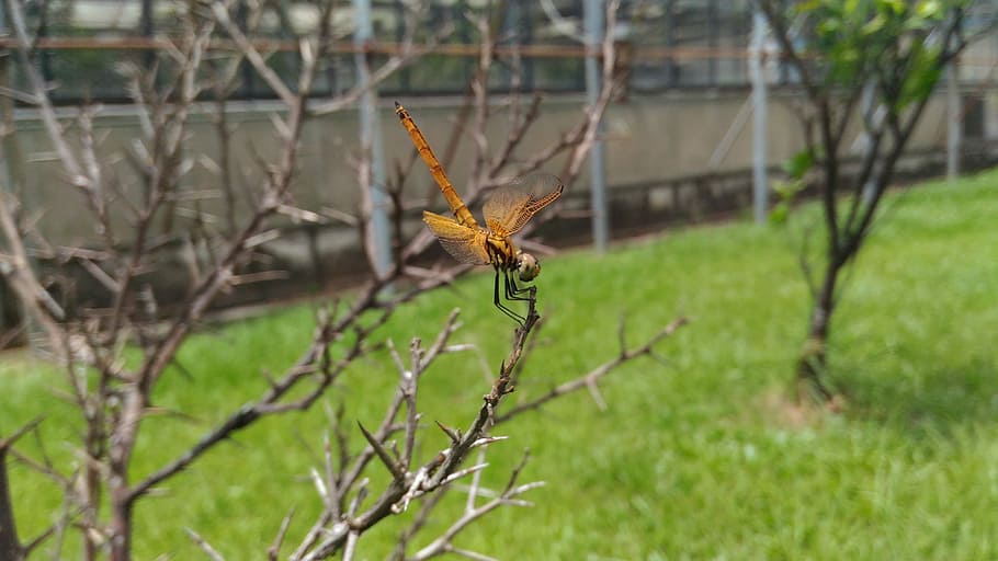 odonata, non-fin suborder, dragonfly section, one animal, animal themes HD wallpaper
