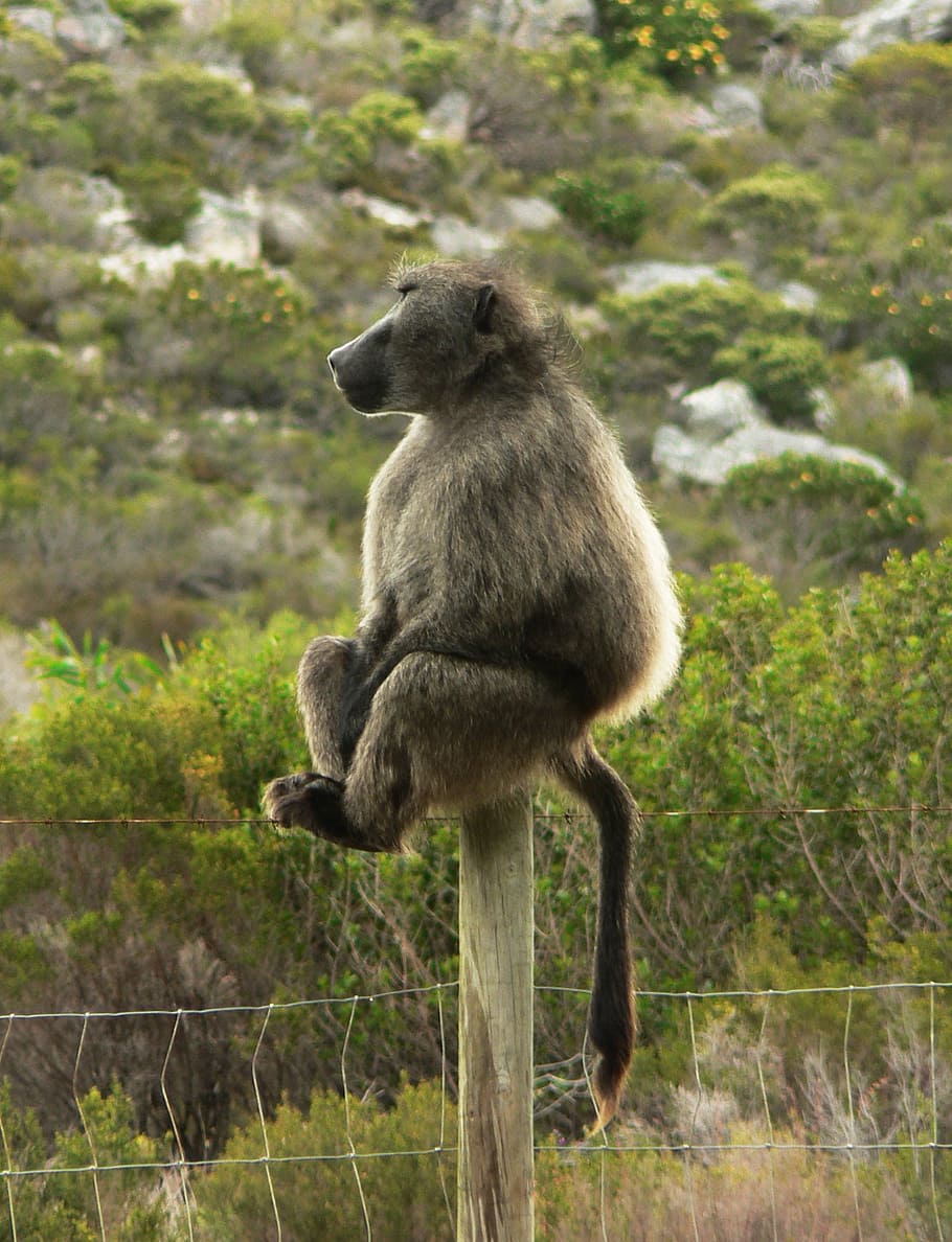 baboon, africa, wildlife, monkey, safari, animal, mammal, animals In The Wild HD wallpaper