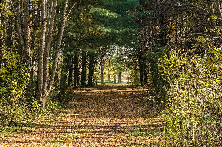 fall, woods, autumn, forest, landscape, nature, yellow, colorful HD wallpaper