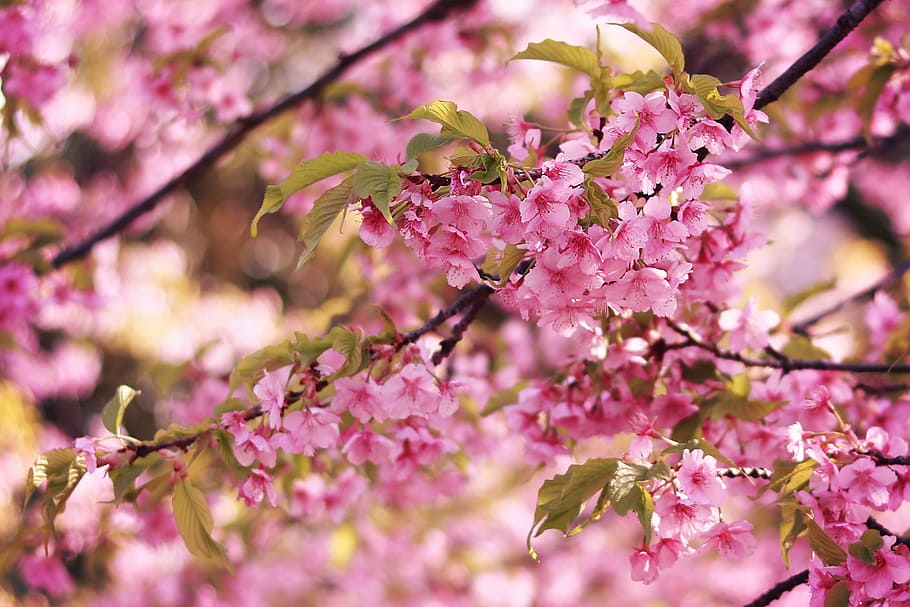 pink cherry blossom, pink Color, tree, nature, springtime, japan HD wallpaper