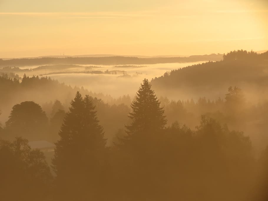 black forest, morning mist, landscape, nature, fog, sunrise HD wallpaper
