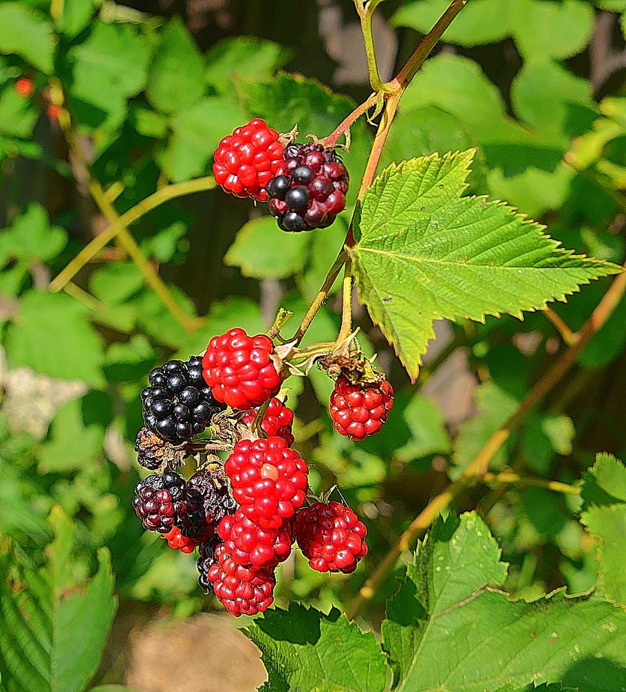 blackberry, fruit, cobweb, berries, healthy eating, berry fruit HD wallpaper