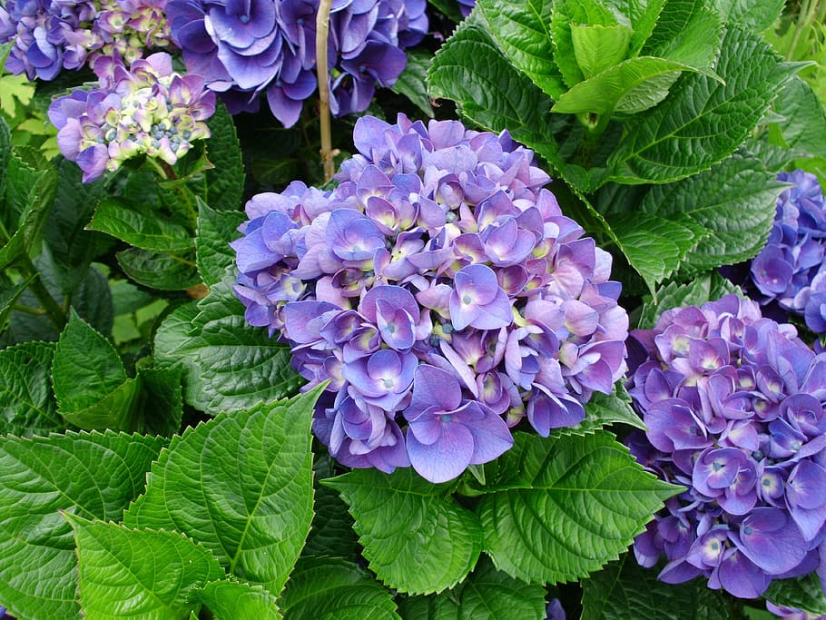 Flowers, Hydrangeas, Summer, Garden, purple, leaf, green color HD wallpaper