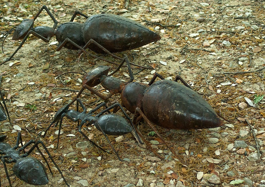 ants, insects, ironwork, animal wildlife, animals in the wild HD wallpaper