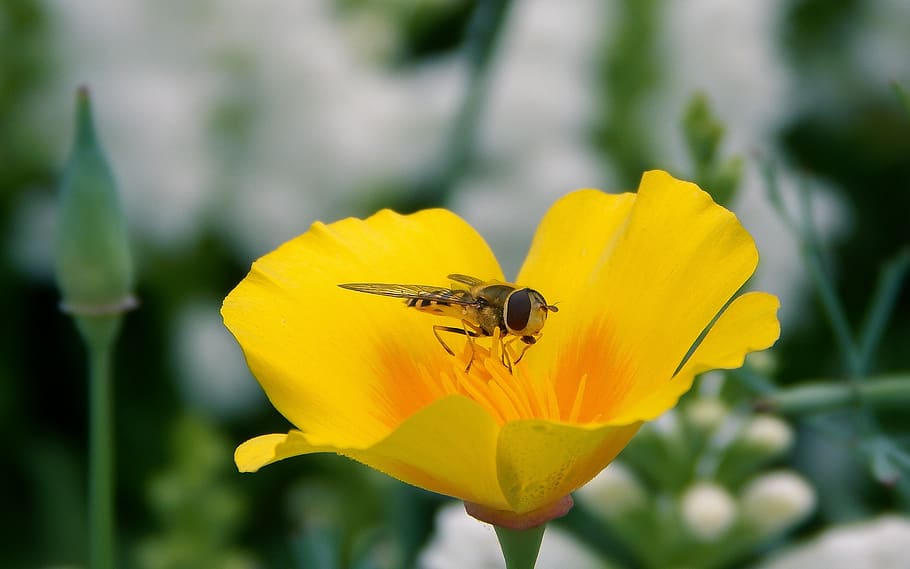 blossom, hover fly, insect, flower, bloom, spring, plant, season HD wallpaper
