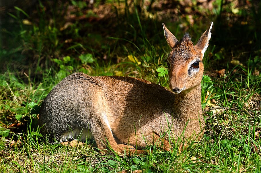 shallow focus photography of deer, nature, mammal, animal world