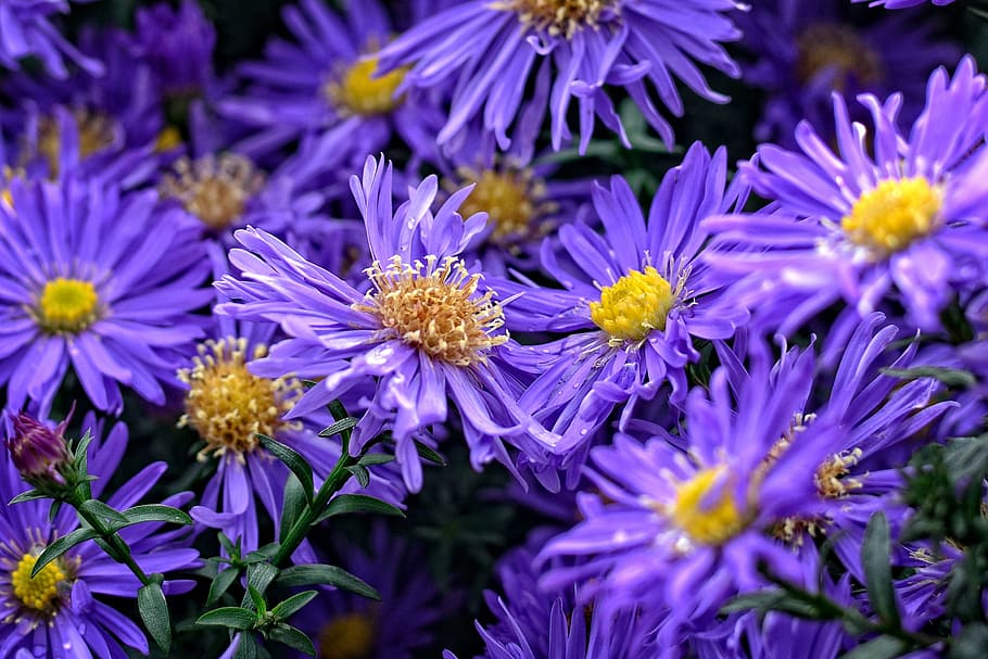 herbstastern, aster dumosus, asters, composites, flower, autumn HD wallpaper