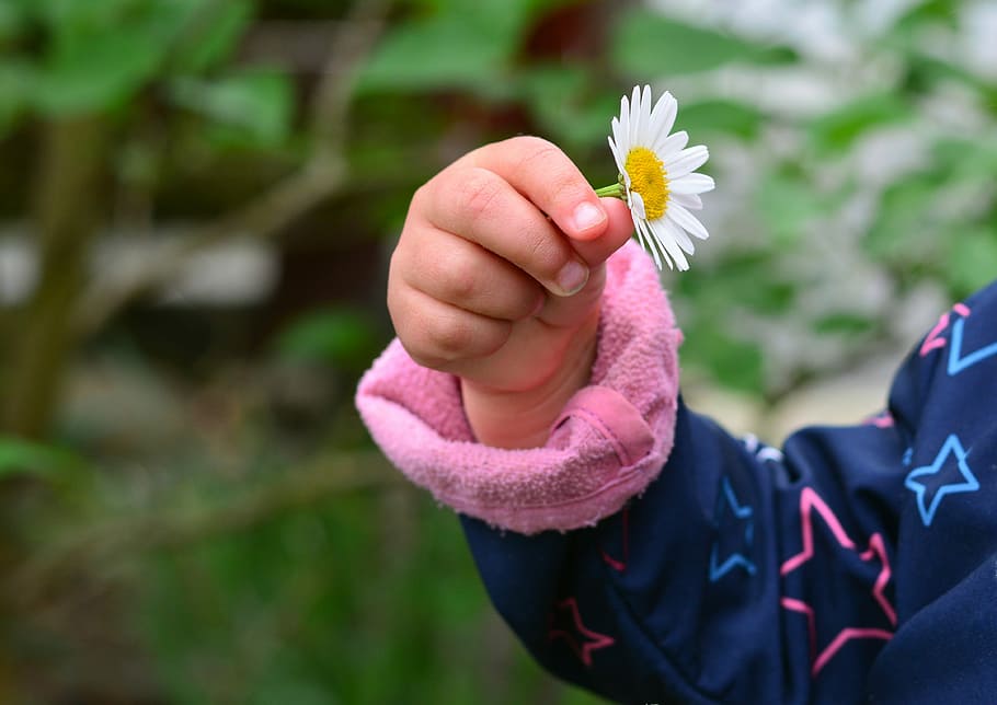 toddler holding white daisy, hand, child's hand, marguerite, finger, HD wallpaper