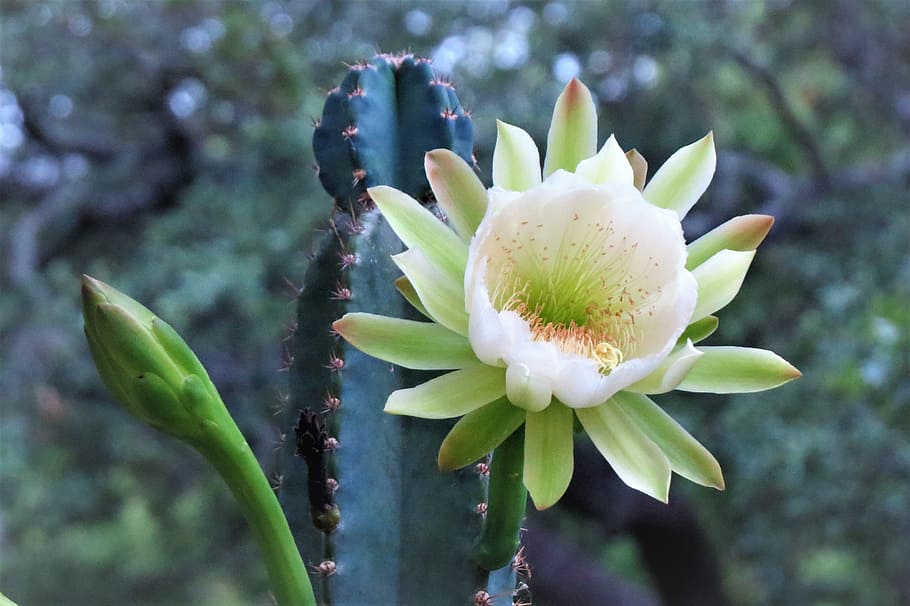 flower, cactus, white, natural, flowering plant, freshness HD wallpaper