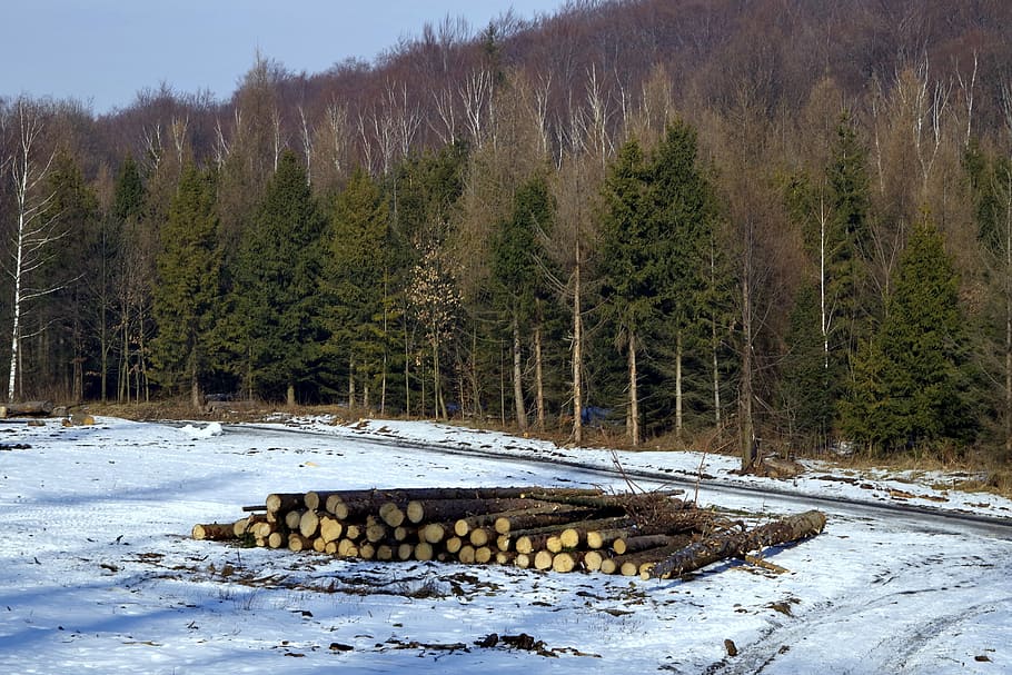 Wood, Felling, Forest, felling of the forest, stock photo of the tree