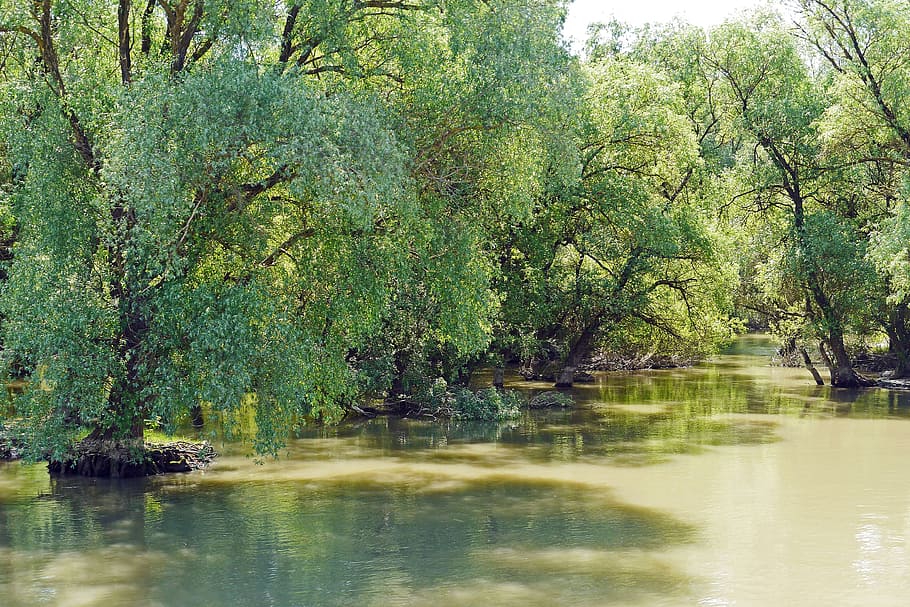 romania, danube delta, water running, muddy, riparian zone, HD wallpaper