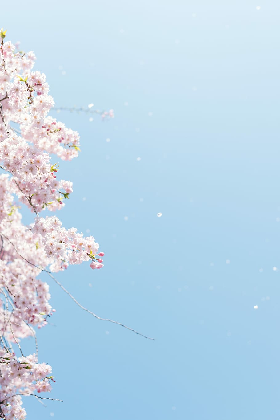 cherry blossom under blue sky, photo of pink petaled flowers HD wallpaper