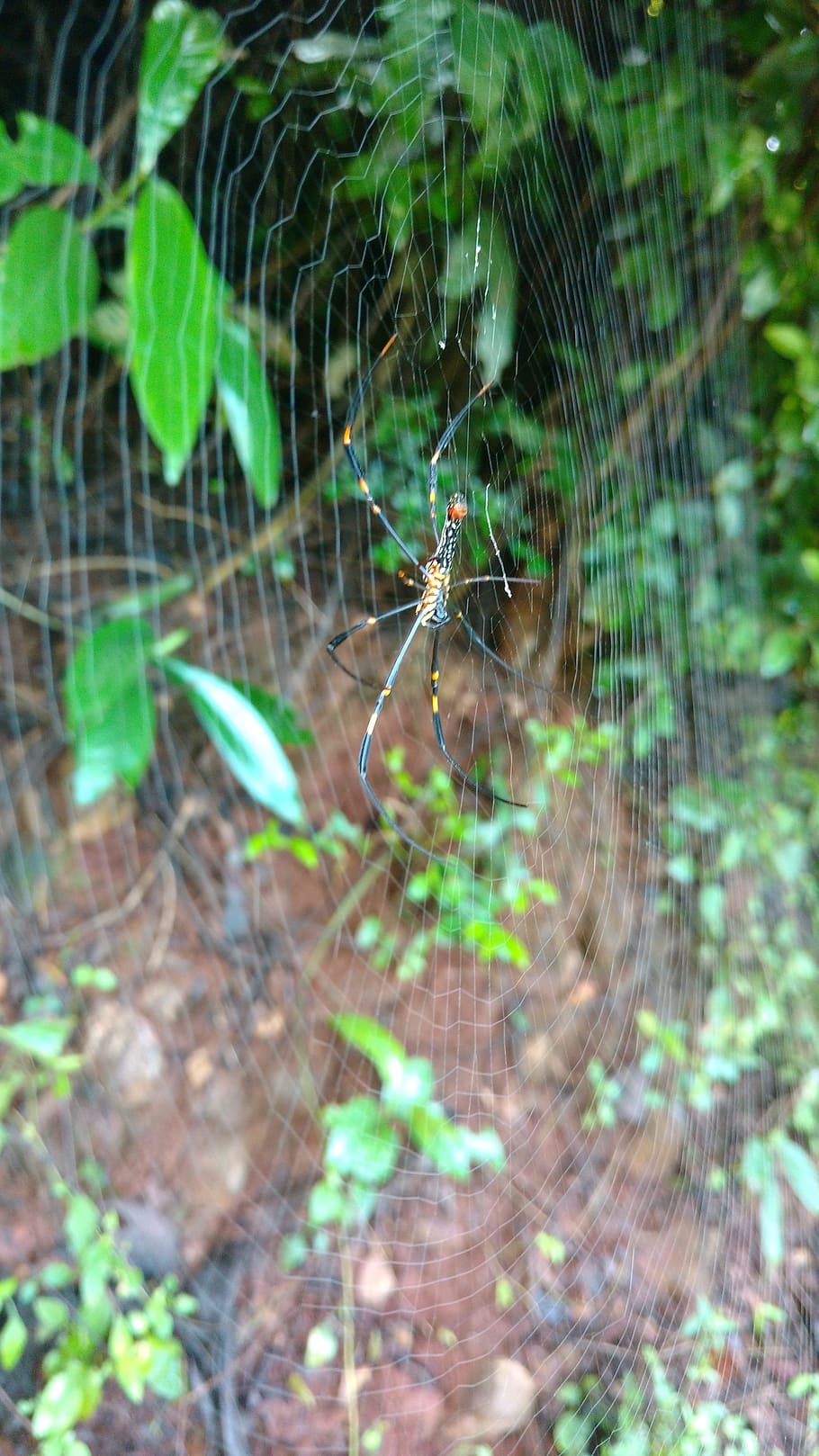 spider, web, plant's, invertebrate, insect, spider web, arachnid HD wallpaper