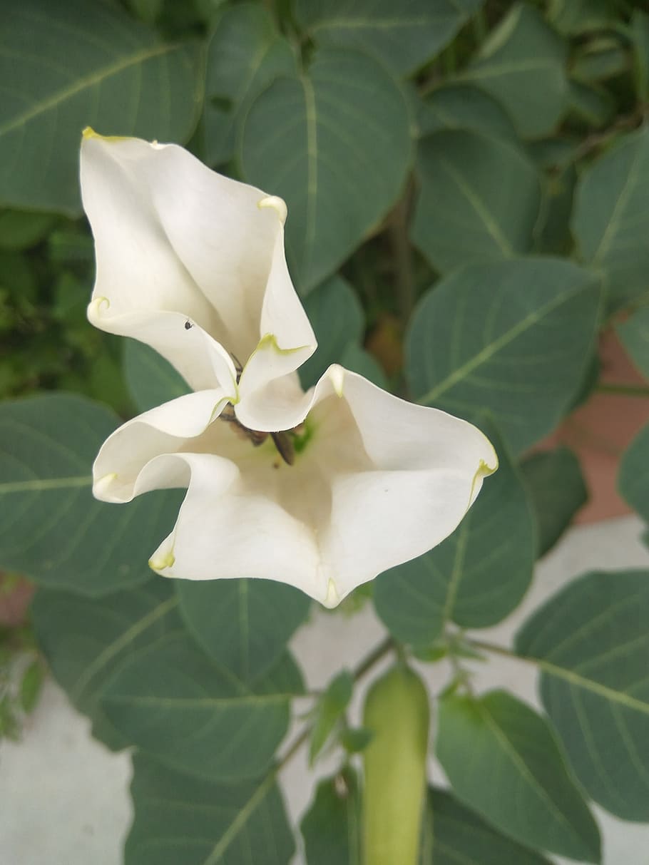 flower, bee, white, wild, plant, leaf, beauty in nature, plant part HD wallpaper