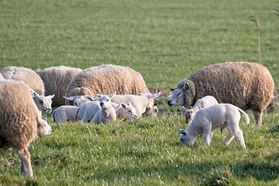 HD wallpaper: sheep, lamb, lambs, farm, wool, cattle, animals, herd ...