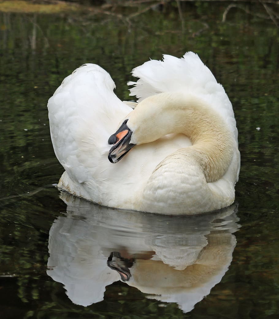 swan, reflection, water, bird, waterfowl, animal, animal themes HD wallpaper
