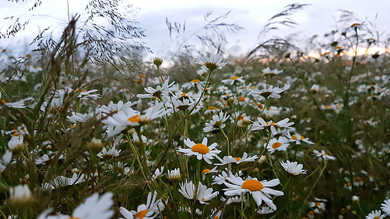 blue, daisy, cloud, colorful, day, farm, field, flower, fresh HD wallpaper