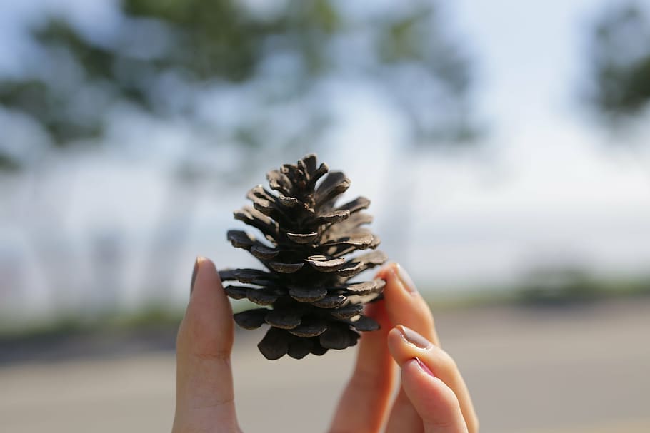 pine cone, hand, landscape, human hand, human body part, holding HD wallpaper