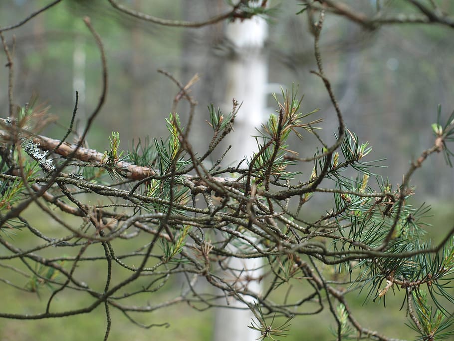 branches, forest, tree, plant, focus on foreground, no people HD wallpaper