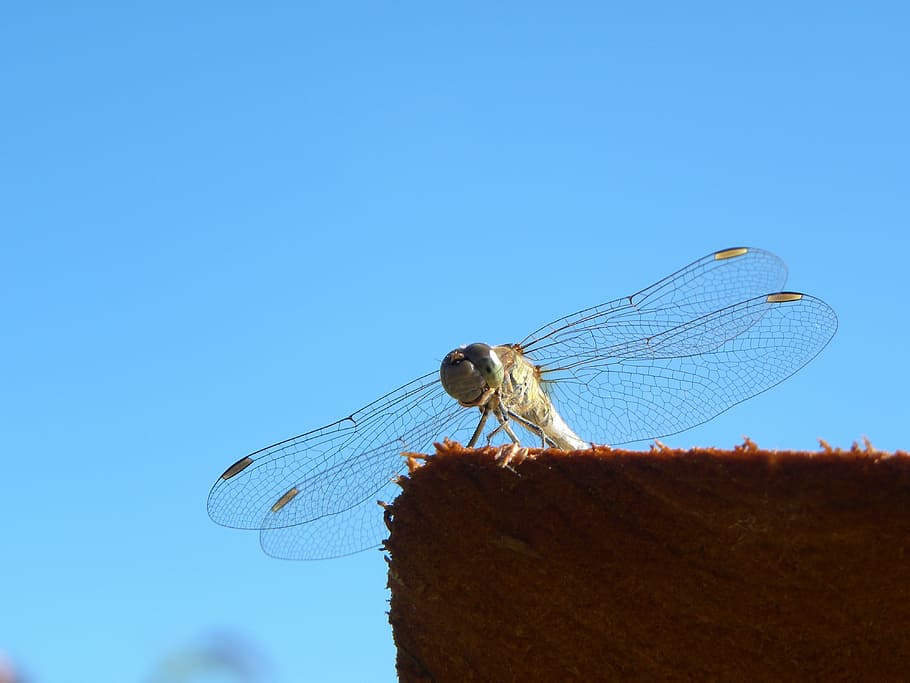 dragonfly, bug, summer, macro, nature, wings, animal wing, blue HD wallpaper