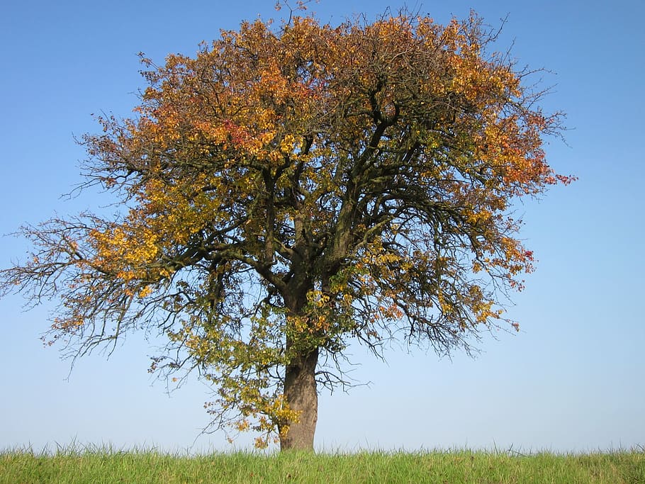 Pear Tree, Fruit, Tree, Botany, Flora, growth, nature, plant HD wallpaper