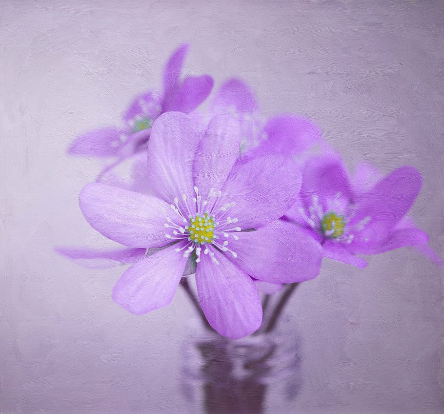 HD wallpaper: selective focus photography of purple hepatica flowers ...