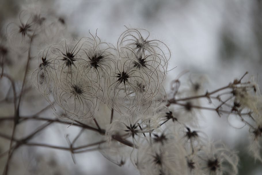 Winter, Vegetation, Snow, Blossom, Bloom, plant, white, ice HD wallpaper