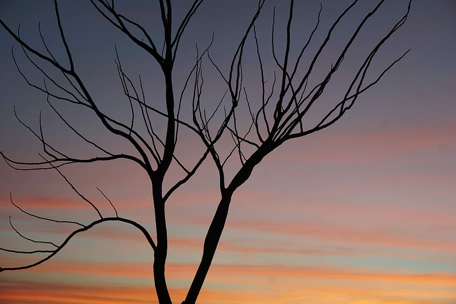 Heal Spirit, leafless tree silhouette, branches, sunset, orange HD wallpaper